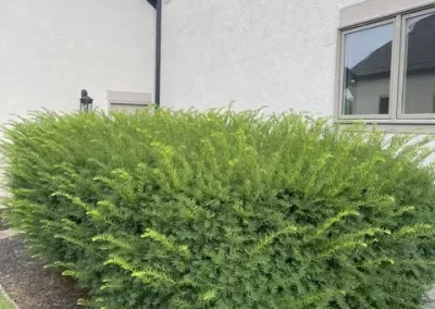 Best Landscape Company