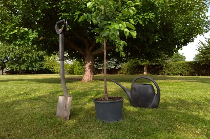 Tree Planting