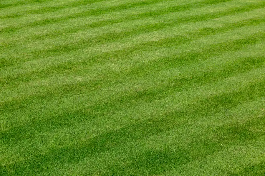How Lawn Care Services Enhance Your Homes Curb Appeal Etna, OH